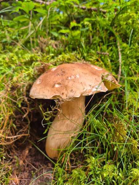 Альпийский дневник 2025