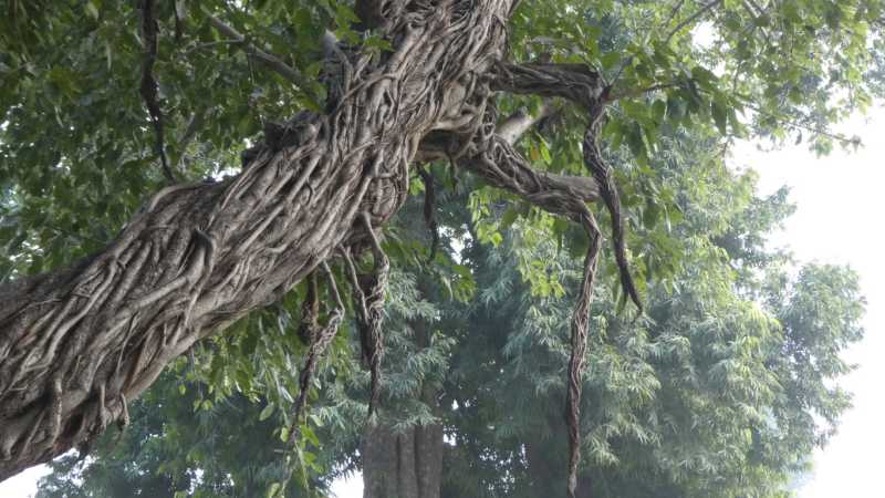 Индия с Kumbh Mela, 2024-2025