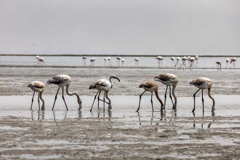 7000 км на авто  по Южной Африке.  Йоханнесбург – Ботсвана – Зимбабве - Намибия – Йоханнесбург, август-2025