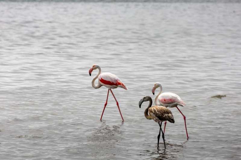 7000 км на авто  по Южной Африке.  Йоханнесбург – Ботсвана – Зимбабве - Намибия – Йоханнесбург, август-2025