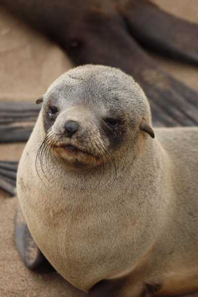 7000 км на авто  по Южной Африке.  Йоханнесбург – Ботсвана – Зимбабве - Намибия – Йоханнесбург, август-2025