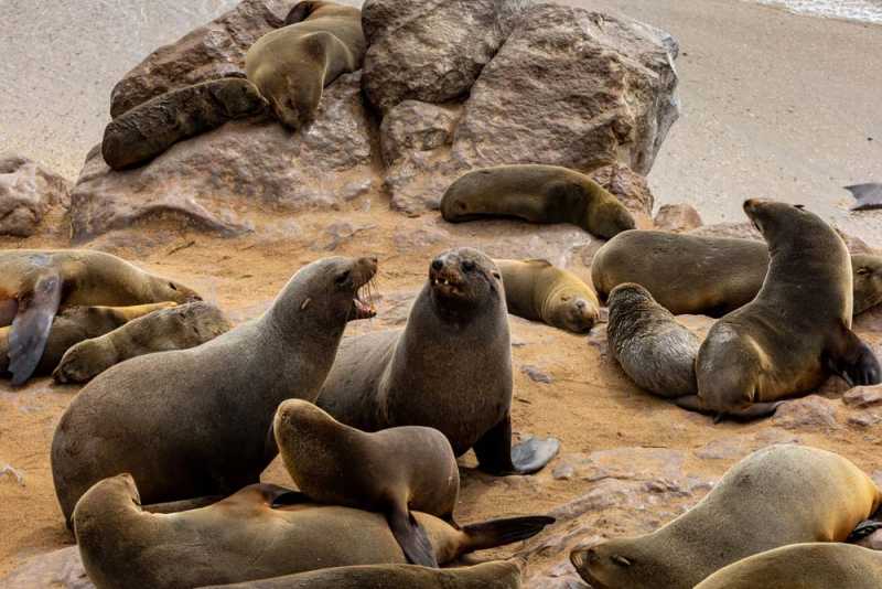 7000 км на авто  по Южной Африке.  Йоханнесбург – Ботсвана – Зимбабве - Намибия – Йоханнесбург, август-2025