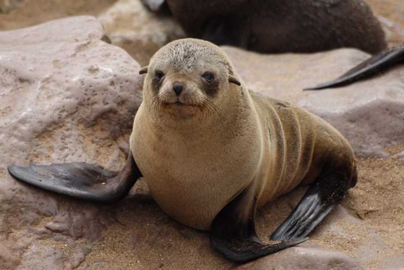 7000 км на авто  по Южной Африке.  Йоханнесбург – Ботсвана – Зимбабве - Намибия – Йоханнесбург, август-2025