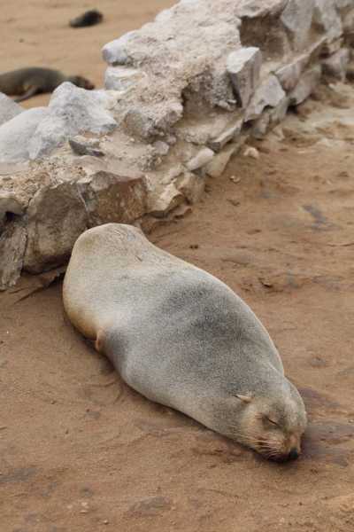 7000 км на авто  по Южной Африке.  Йоханнесбург – Ботсвана – Зимбабве - Намибия – Йоханнесбург, август-2025