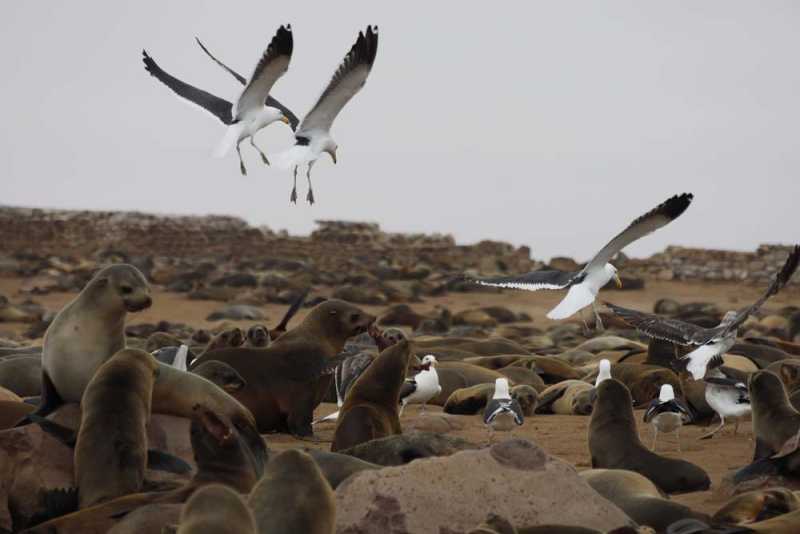 7000 км на авто  по Южной Африке.  Йоханнесбург – Ботсвана – Зимбабве - Намибия – Йоханнесбург, август-2025