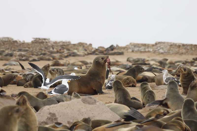 7000 км на авто  по Южной Африке.  Йоханнесбург – Ботсвана – Зимбабве - Намибия – Йоханнесбург, август-2025