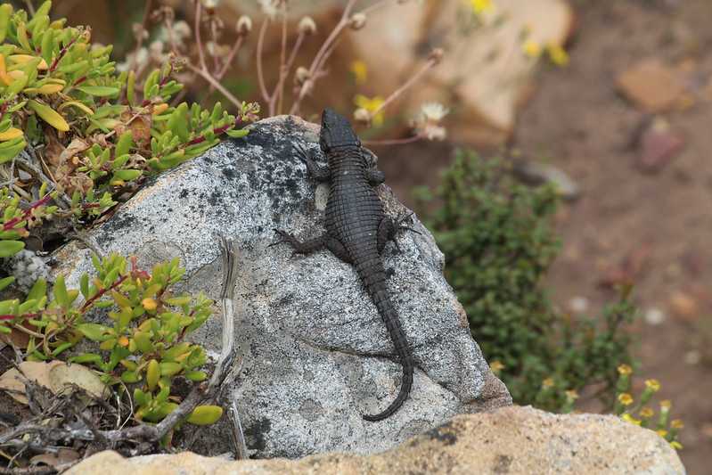 Южно-африканские приключения часть 2 20000 км (Намибия, Ботсвана, Замбия, Малави, Мозамбик) октябрь-декабрь 2025