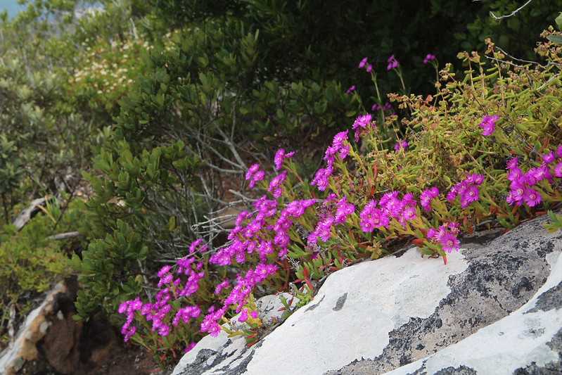 Южно-африканские приключения часть 2 20000 км (Намибия, Ботсвана, Замбия, Малави, Мозамбик) октябрь-декабрь 2025