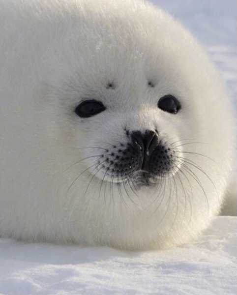 Одна за фото в Gokyo под внезапным циклоном. Впервые на высоте. Октябрь-Ноябрь 2025