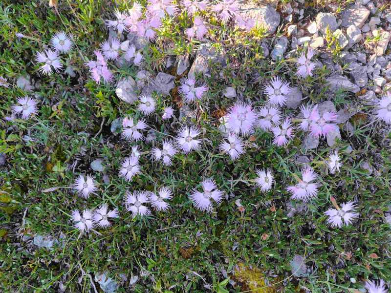 Триста горных километров и три оперы