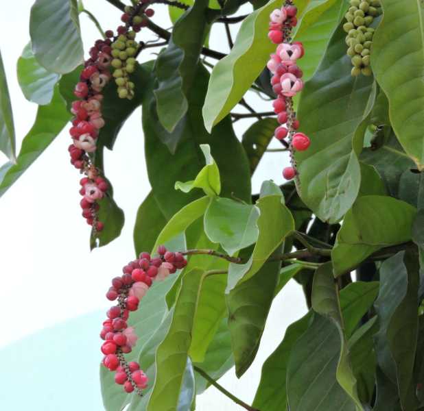 Колумбия, в натуре! Амазонка и другие регионы Колумбии, 2025