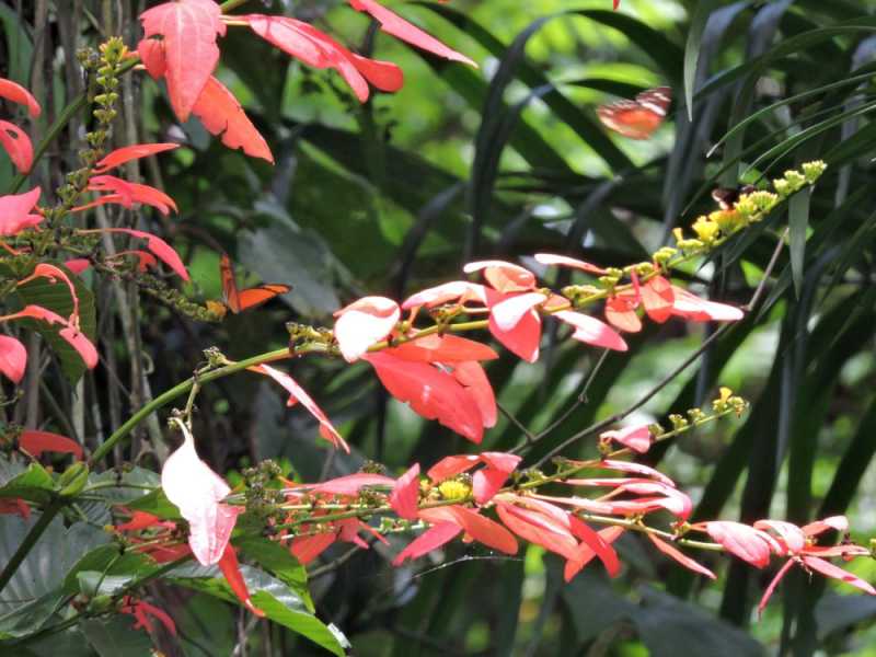 Колумбия, в натуре! Амазонка и другие регионы Колумбии, 2025