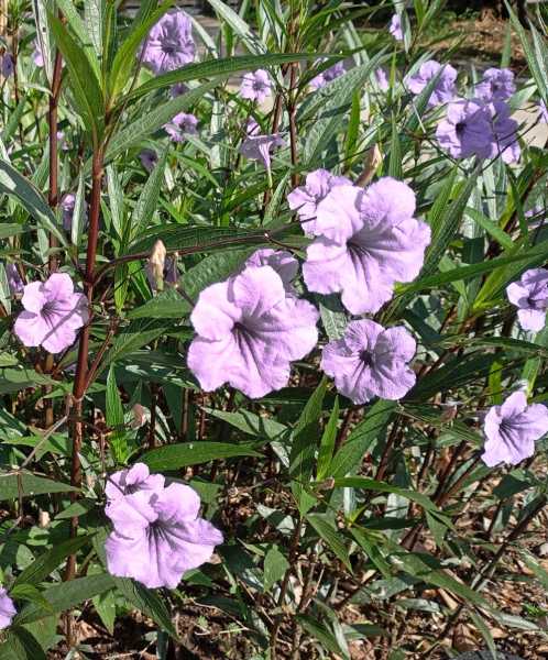 Колумбия, в натуре! Амазонка и другие регионы Колумбии, 2025