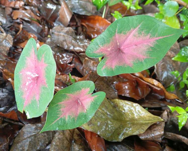 Колумбия, в натуре! Амазонка и другие регионы Колумбии, 2025