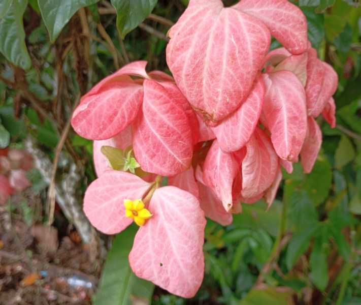 Колумбия, в натуре! Амазонка и другие регионы Колумбии, 2025