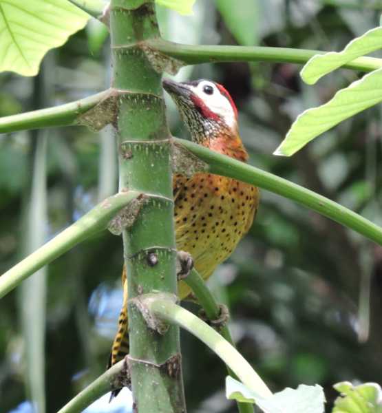 Колумбия, в натуре! Амазонка и другие регионы Колумбии, 2025