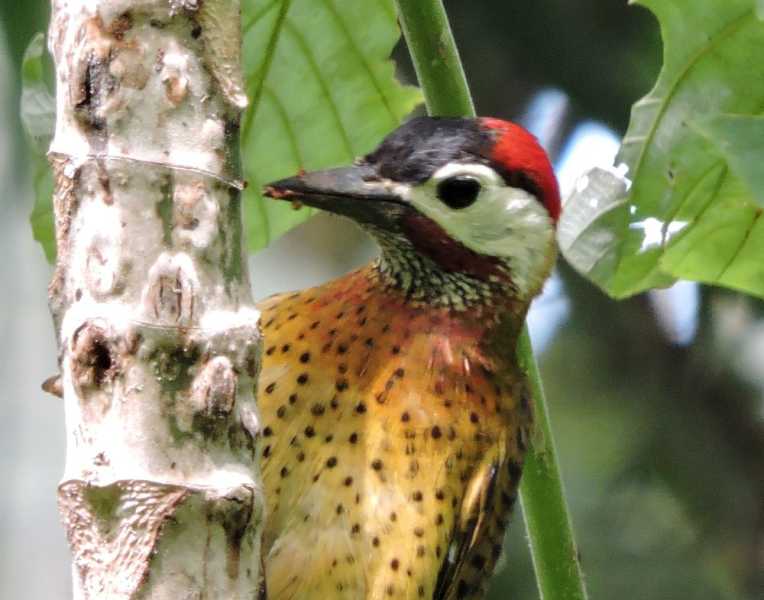 Колумбия, в натуре! Амазонка и другие регионы Колумбии, 2025