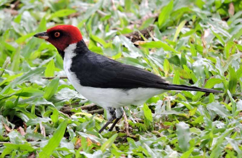 Колумбия, в натуре! Амазонка и другие регионы Колумбии, 2025