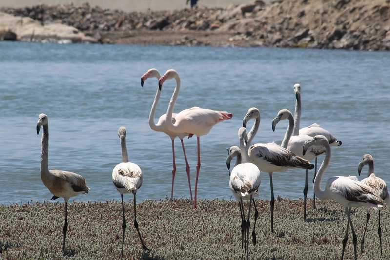 Южно-африканские приключения часть 2 20000 км (Намибия, Ботсвана, Замбия, Малави, Мозамбик) октябрь-декабрь 2025