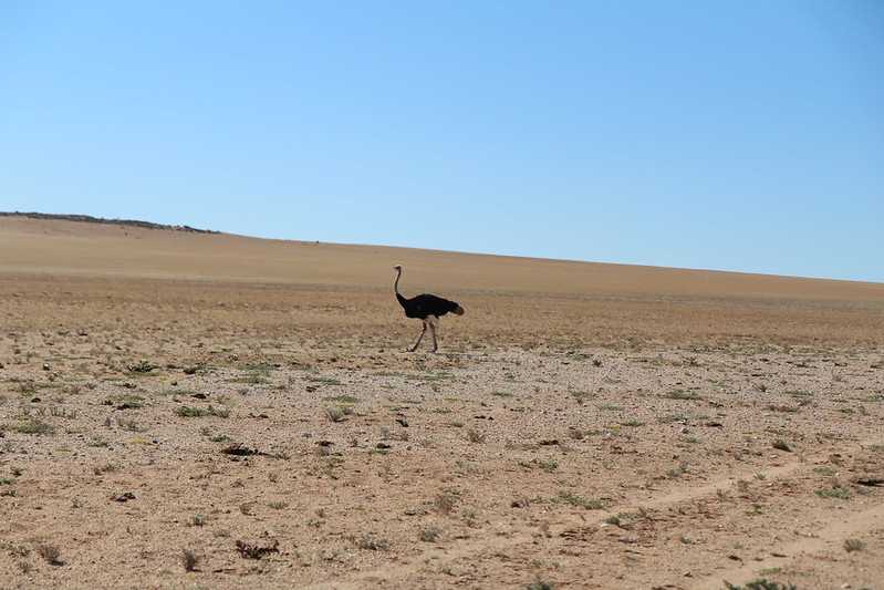 Южно-африканские приключения часть 2 20000 км (Намибия, Ботсвана, Замбия, Малави, Мозамбик) октябрь-декабрь 2025