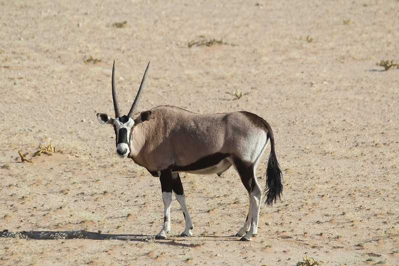 Южно-африканские приключения часть 2 20000 км (Намибия, Ботсвана, Замбия, Малави, Мозамбик) октябрь-декабрь 2025