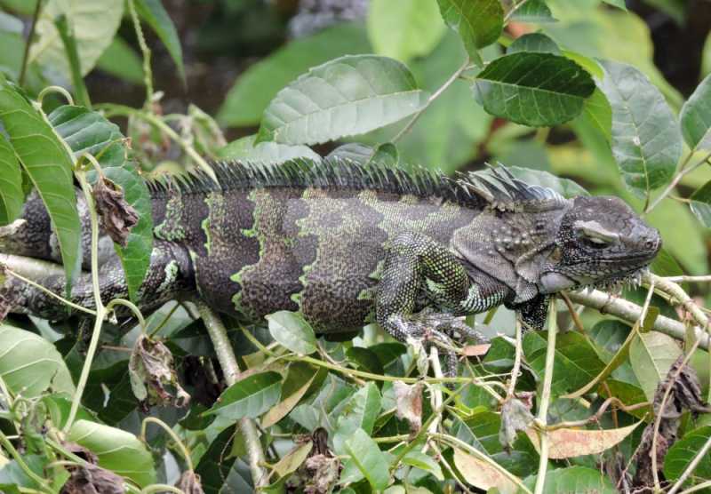 Колумбия, в натуре! Амазонка и другие регионы Колумбии, 2025