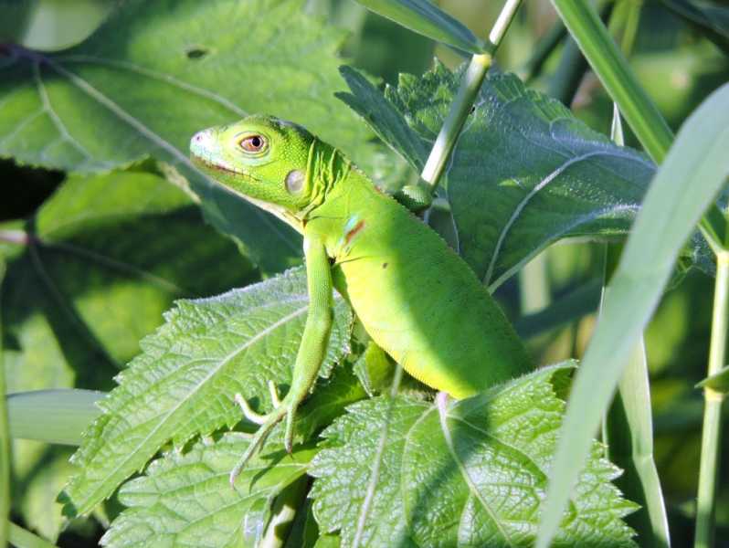 Колумбия, в натуре! Амазонка и другие регионы Колумбии, 2025