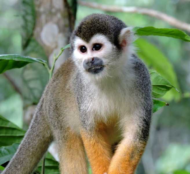 Колумбия, в натуре! Амазонка и другие регионы Колумбии, 2025