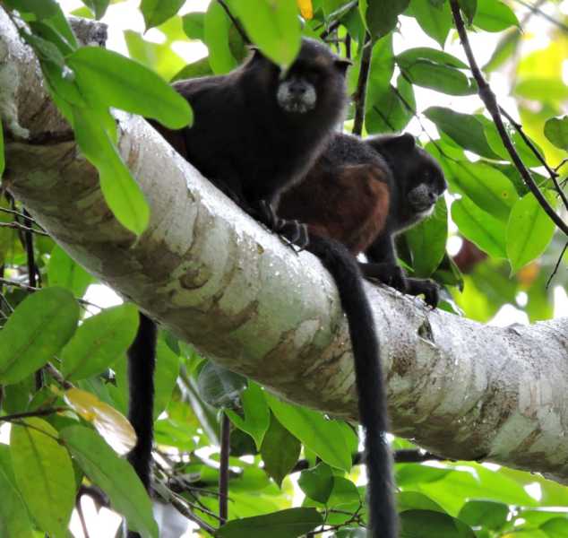 Колумбия, в натуре! Амазонка и другие регионы Колумбии, 2025