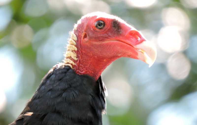 Колумбия, в натуре! Амазонка и другие регионы Колумбии, 2025