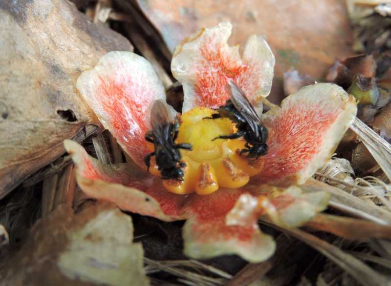 Колумбия, в натуре! Амазонка и другие регионы Колумбии, 2025