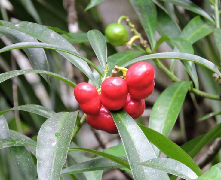 Колумбия, в натуре! Амазонка и другие регионы Колумбии, 2025