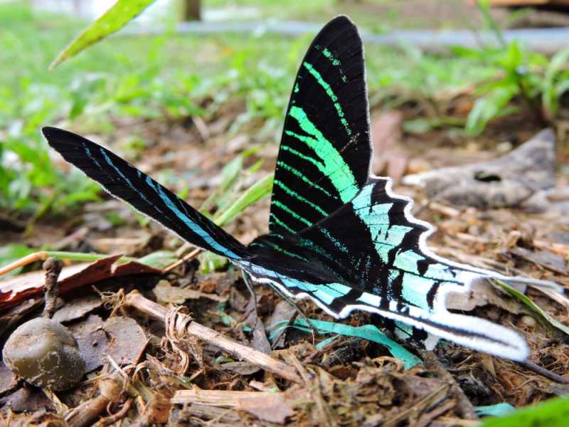 Колумбия, в натуре! Амазонка и другие регионы Колумбии, 2025