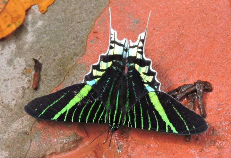 Колумбия, в натуре! Амазонка и другие регионы Колумбии, 2025