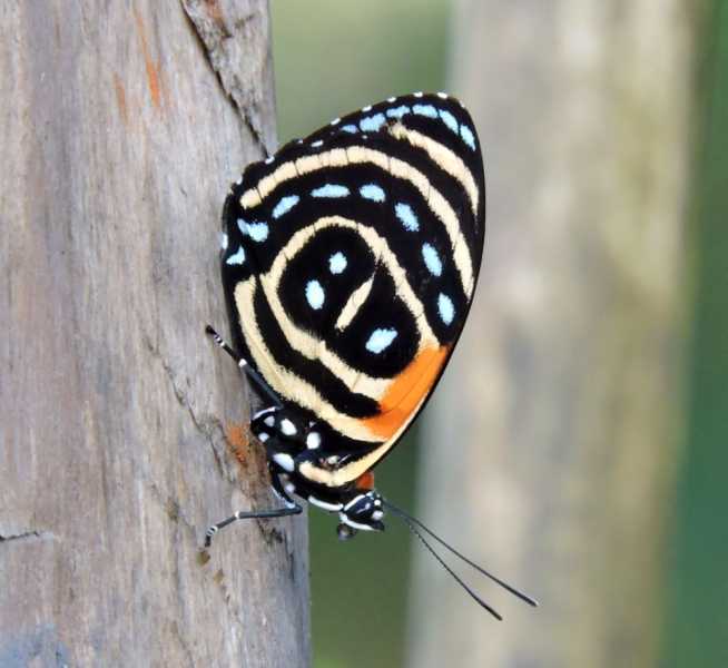 Колумбия, в натуре! Амазонка и другие регионы Колумбии, 2025