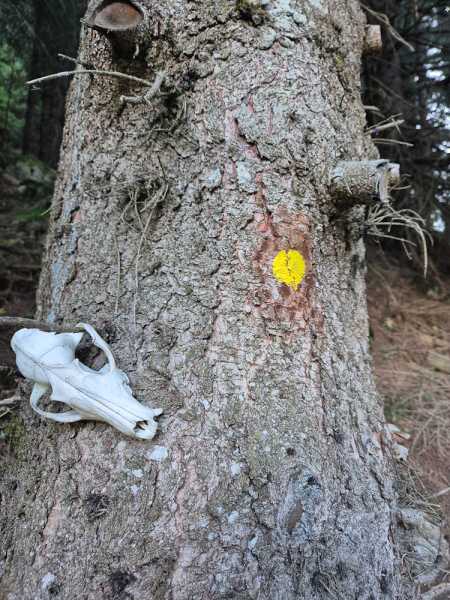 Альпийский дневник 2025