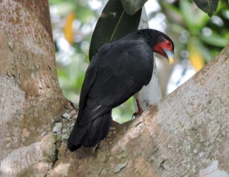 Колумбия, в натуре! Амазонка и другие регионы Колумбии, 2025