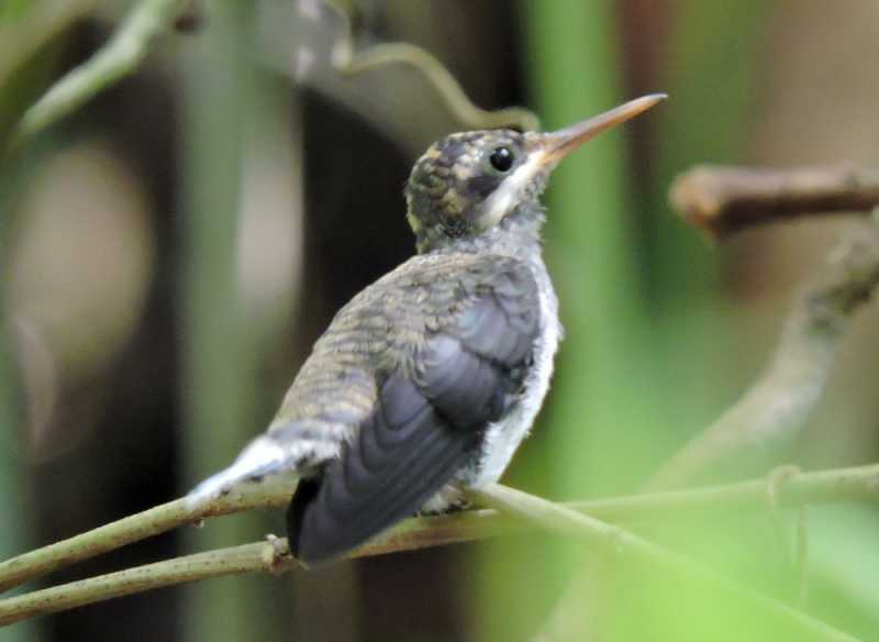 Колумбия, в натуре! Амазонка и другие регионы Колумбии, 2025