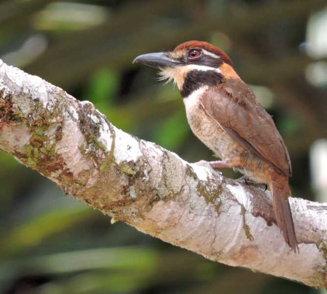 Колумбия, в натуре! Амазонка и другие регионы Колумбии, 2025