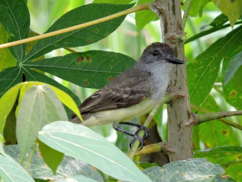 Колумбия, в натуре! Амазонка и другие регионы Колумбии, 2025