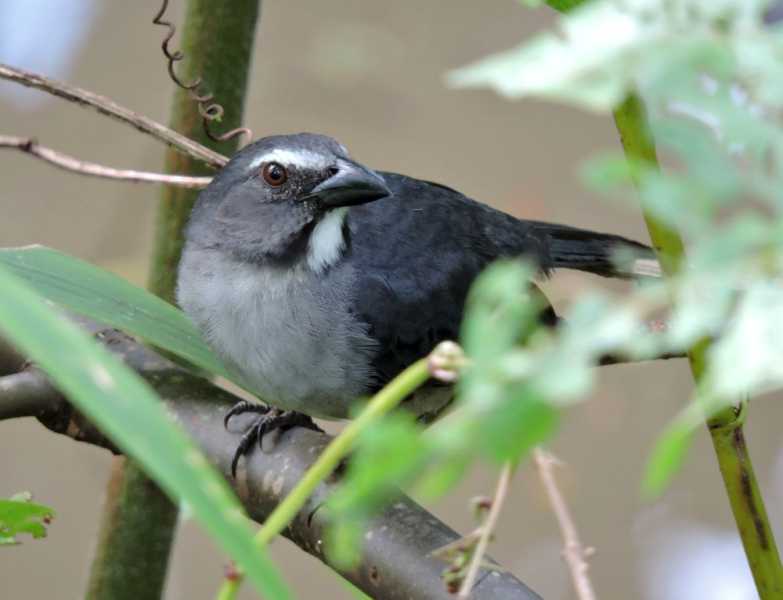 Колумбия, в натуре! Амазонка и другие регионы Колумбии, 2025