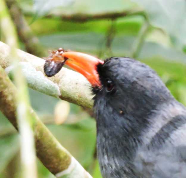 Колумбия, в натуре! Амазонка и другие регионы Колумбии, 2025