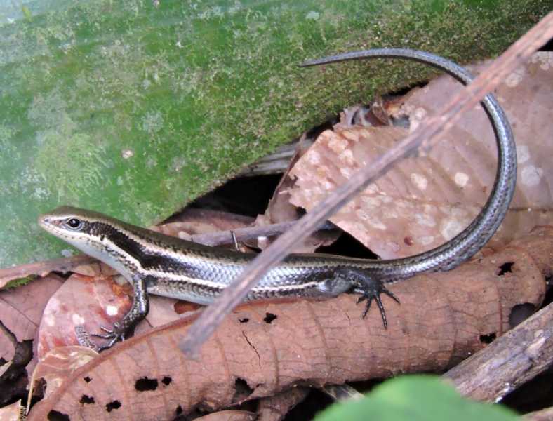 Колумбия, в натуре! Амазонка и другие регионы Колумбии, 2025