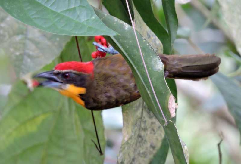 Колумбия, в натуре! Амазонка и другие регионы Колумбии, 2025