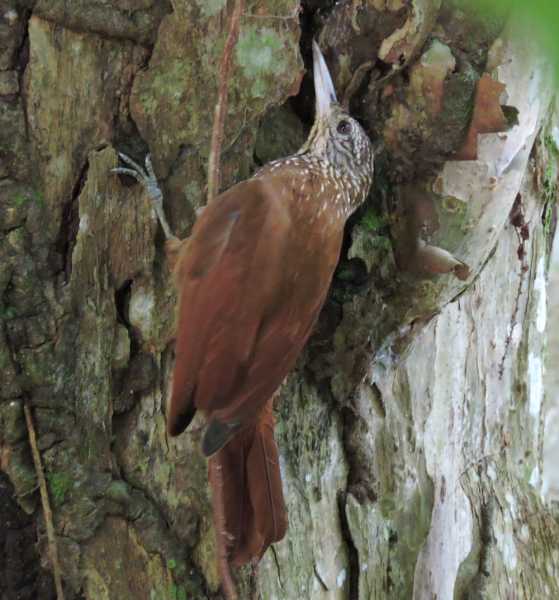 Колумбия, в натуре! Амазонка и другие регионы Колумбии, 2025