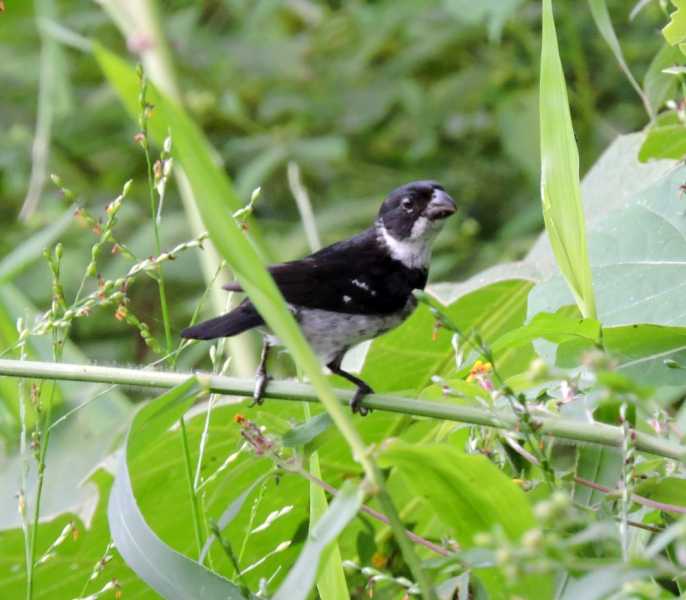 Колумбия, в натуре! Амазонка и другие регионы Колумбии, 2025