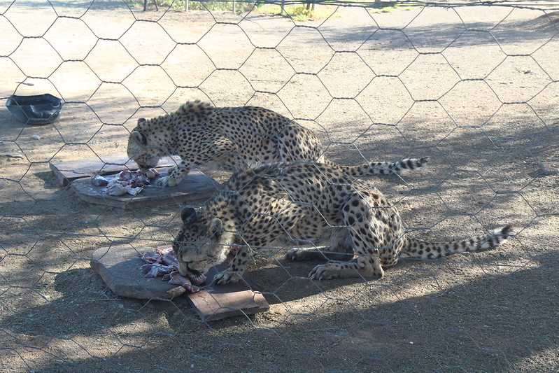 Южно-африканские приключения часть 2 20000 км (Намибия, Ботсвана, Замбия, Малави, Мозамбик) октябрь-декабрь 2025