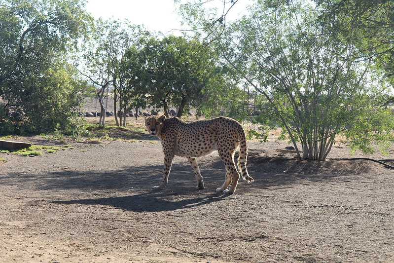 Южно-африканские приключения часть 2 20000 км (Намибия, Ботсвана, Замбия, Малави, Мозамбик) октябрь-декабрь 2025