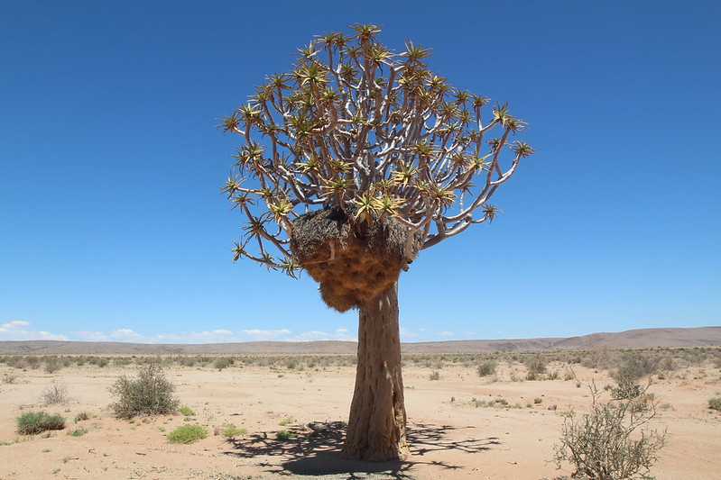 Южно-африканские приключения часть 2 20000 км (Намибия, Ботсвана, Замбия, Малави, Мозамбик) октябрь-декабрь 2025