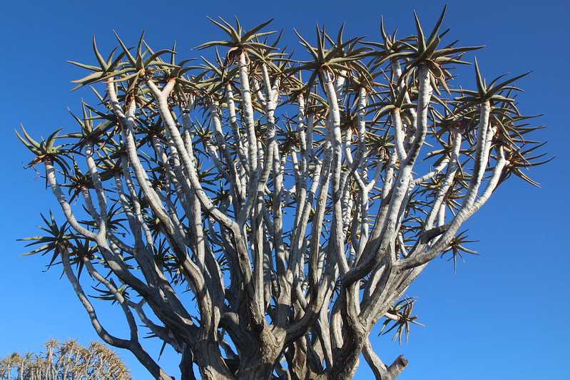 Южно-африканские приключения часть 2 20000 км (Намибия, Ботсвана, Замбия, Малави, Мозамбик) октябрь-декабрь 2025